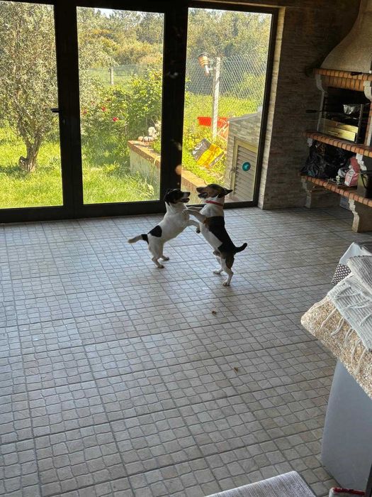 ..Jack Russell..Macho