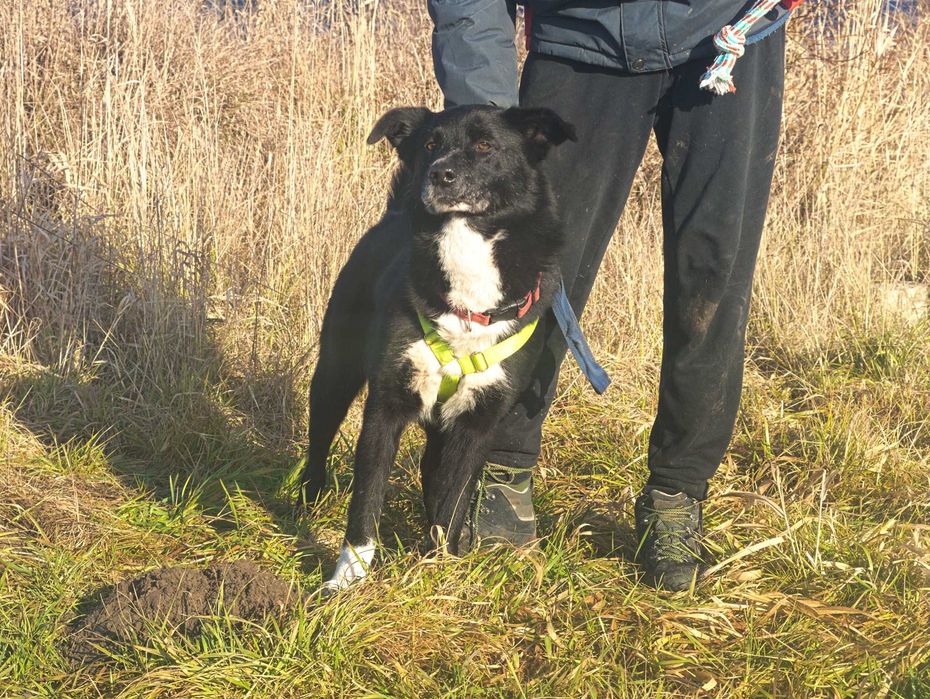 Power - uroczy, energiczny psiak dla aktywnego opiekuna - adopcja.