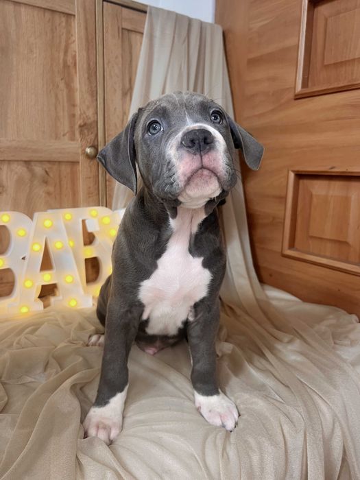 Amstaff blue szczeniak Hodowla Rodowód