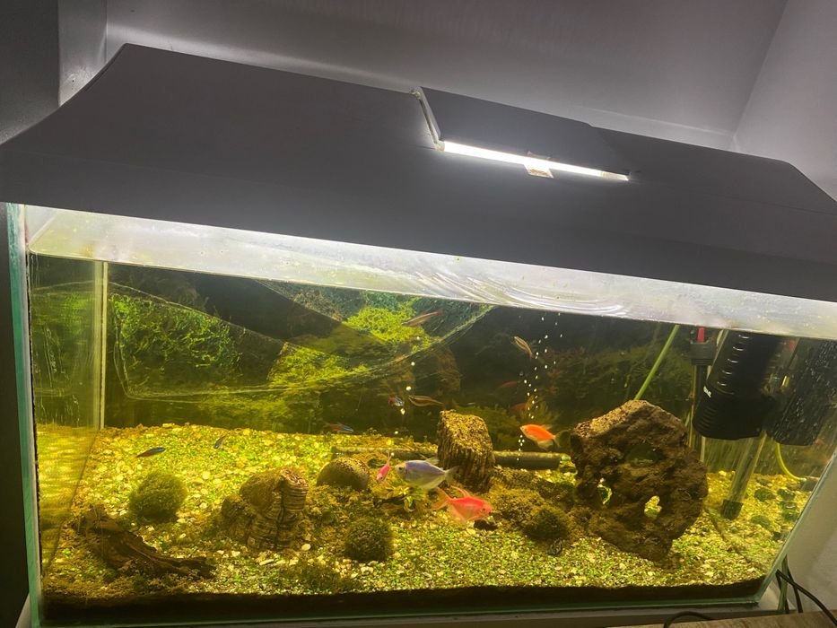 Akwarium 100 l ze stolikiem, rybkami i akcesoriami