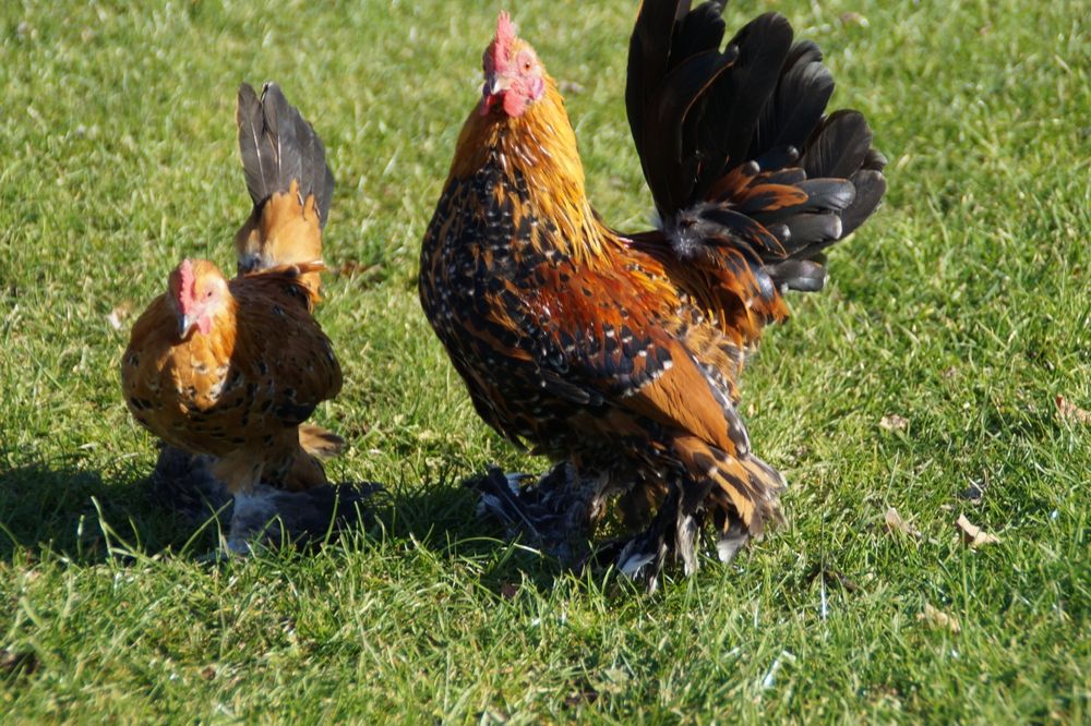 Kury ozdobne karzełek łapciaty