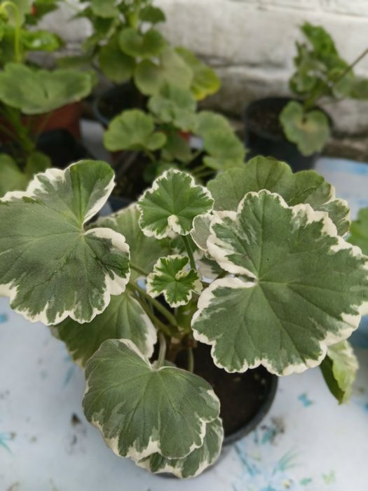 Продам пеларгонії