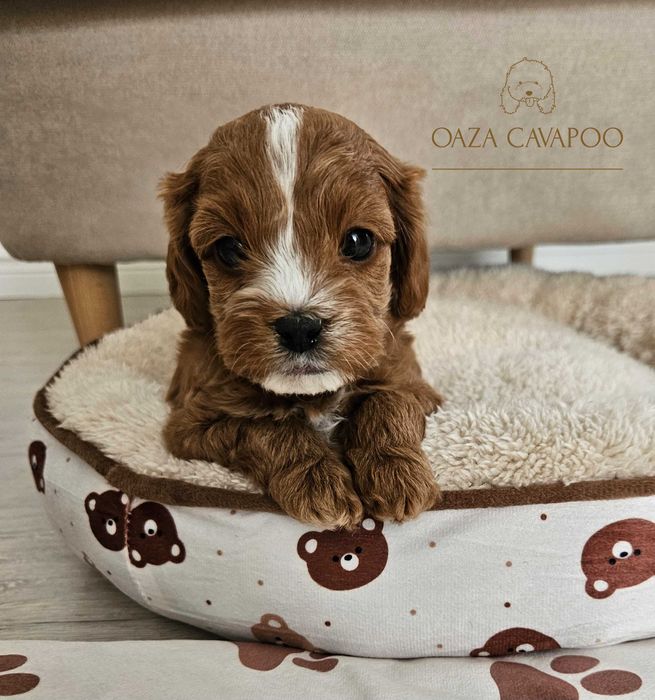 Cavapoo F1B Chłopiec