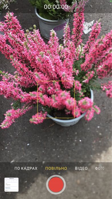 верес, хризантема