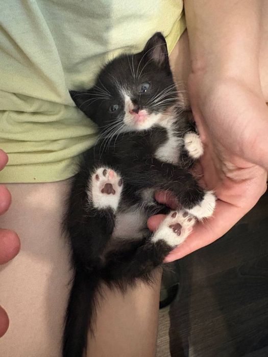 Кошеня ,  дівчинка , 1 місяць і 2 тижні