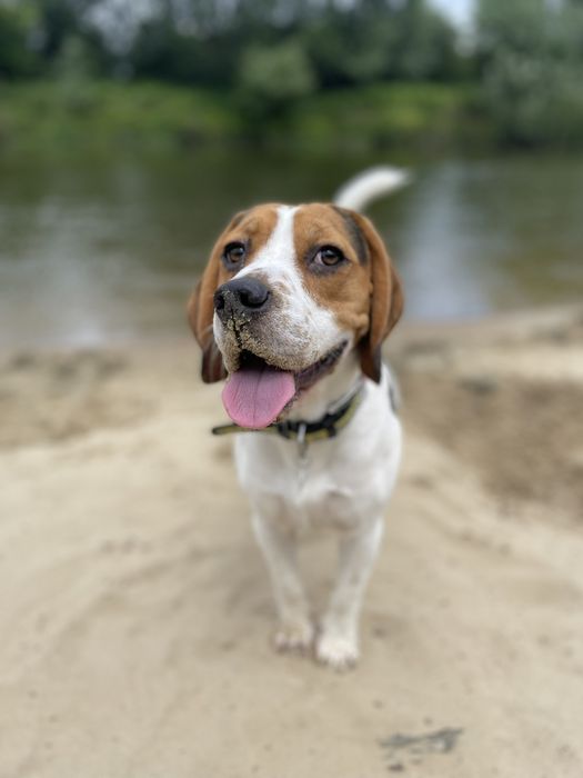 Кобель бігль для в'язки