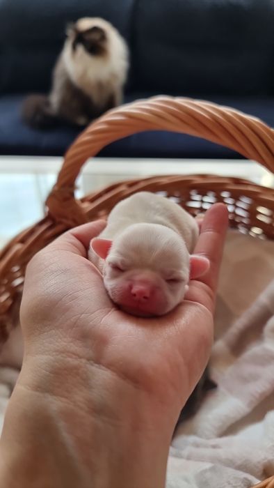 Chihuahua Krótkowłosa ZKwP FCI