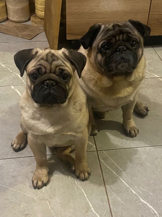 Чудові хлопчикі 5 місяців