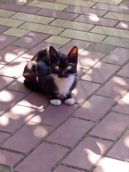 Кото - сім'я безкоштовно