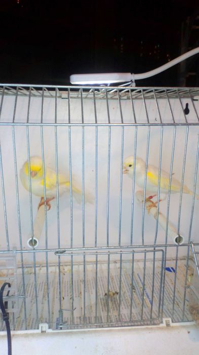 Kanarki. Samce i samice