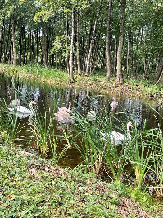 CZTERY STAWY agroturystyka wędkowanie, wakacje-domek/ noclegi