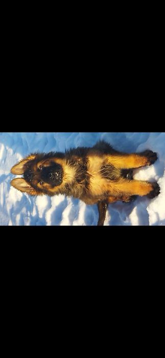 Німецька вівчарка