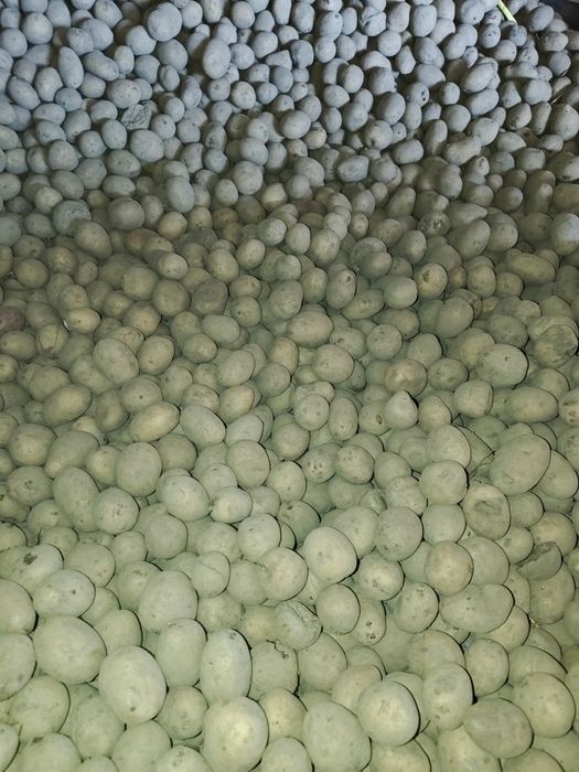 kartofle sadzeniak lilly