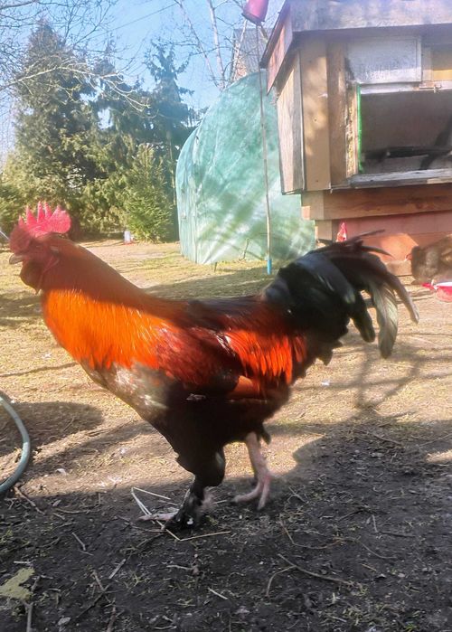Piękny kogut na sprzedaż