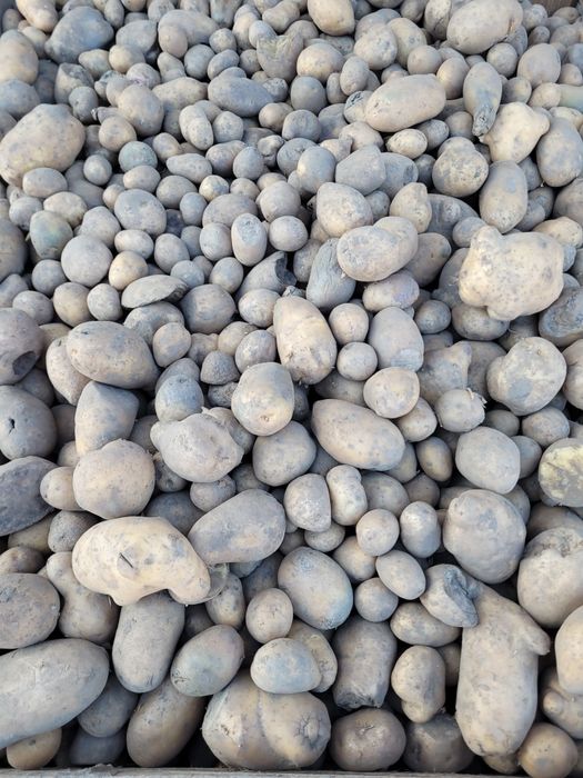 Ziemniaki paszowe, odpadowe