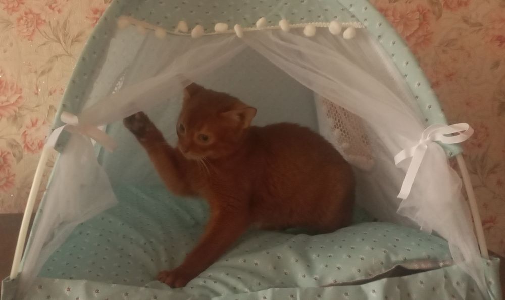 Абиссинский котёнок девочка