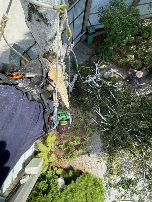 Пиляння дерев Валка дерев Кронування Арборист