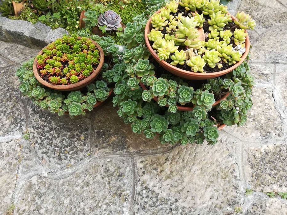 Suculenta rosa pequena/eonium kiwi