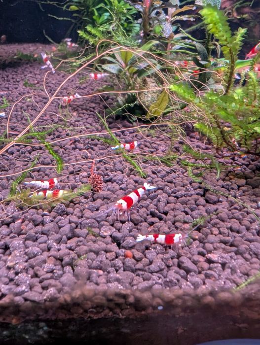 Krewetki Crystal Red PRL