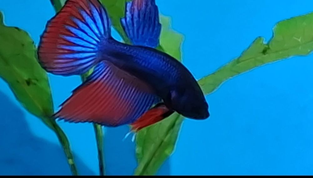Bettas imbellis. .