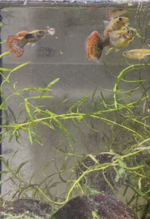 Guppy Red Dragon Halfmoon Mud | Machos, Casais e Trios