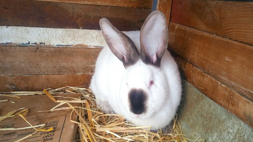 Кролі молоді 5 місяців