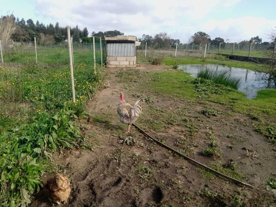 Ovos de galinhas criadas ao ar livre
