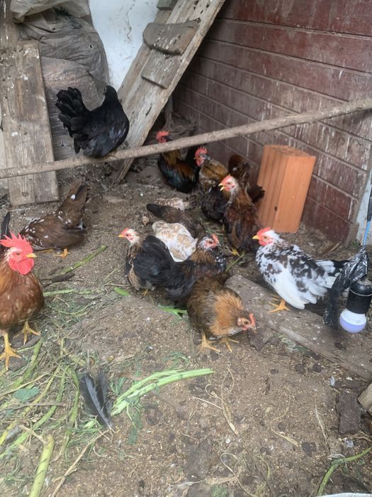 Serames adultos e jovens