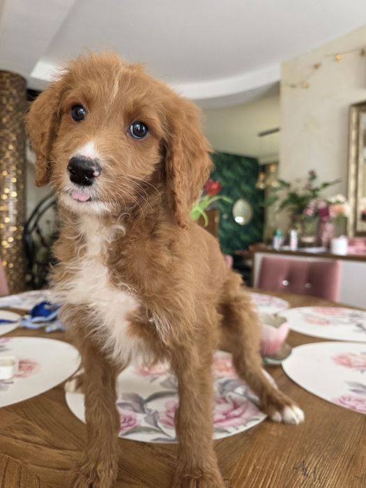 Irishdoodle chłopiec  seter irlandzki i pudel