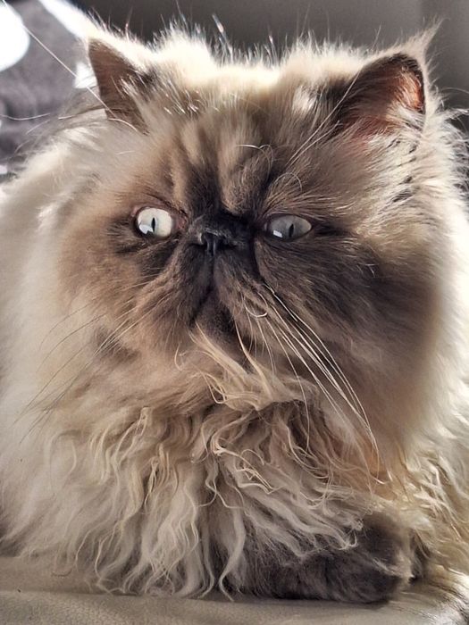 Lyo Gatinho Persa Himalaio Blue Point para Acasalar