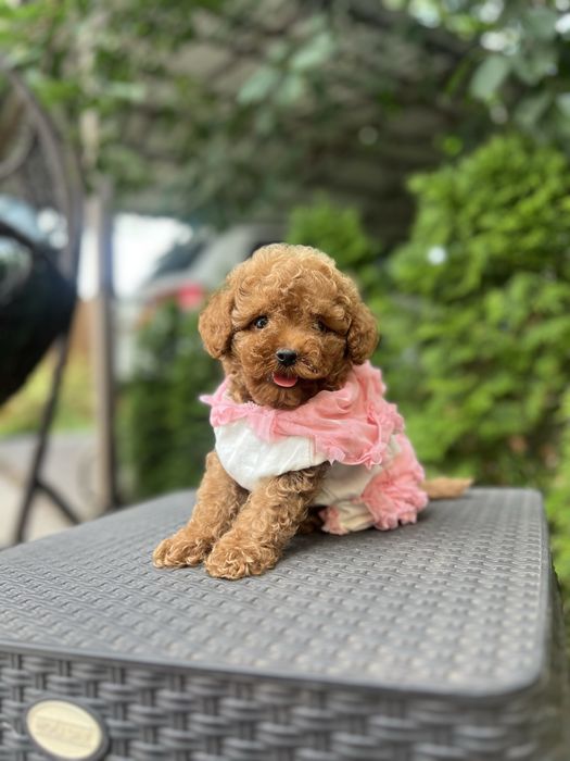 Vip мальтипу малышка