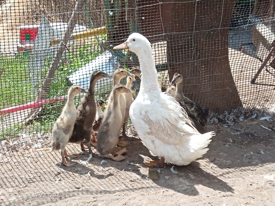 Biegusy/ call duck/ piżmówki