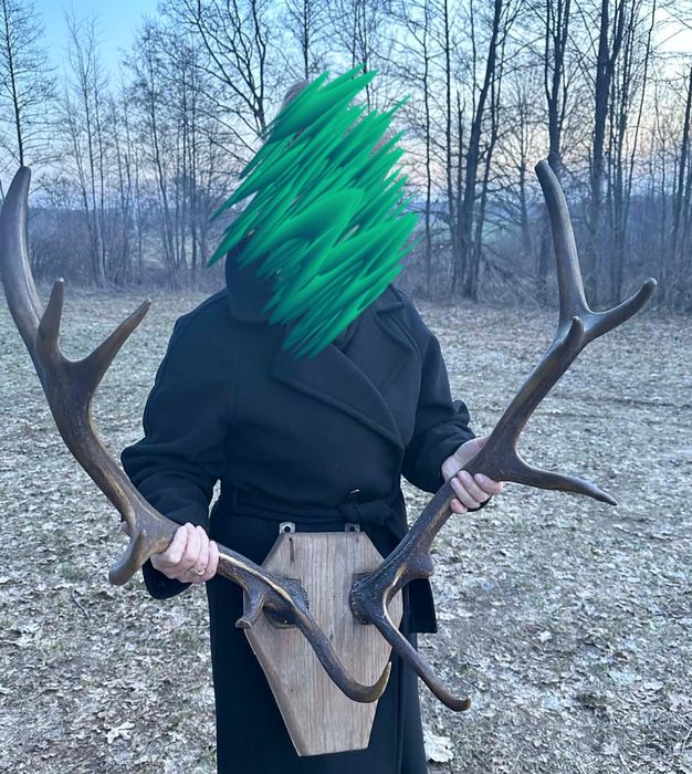 Poroże jelenia komplet