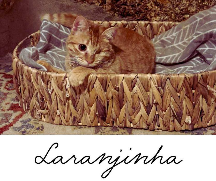 Gatinha já esterilizada e vacinada para Adopção