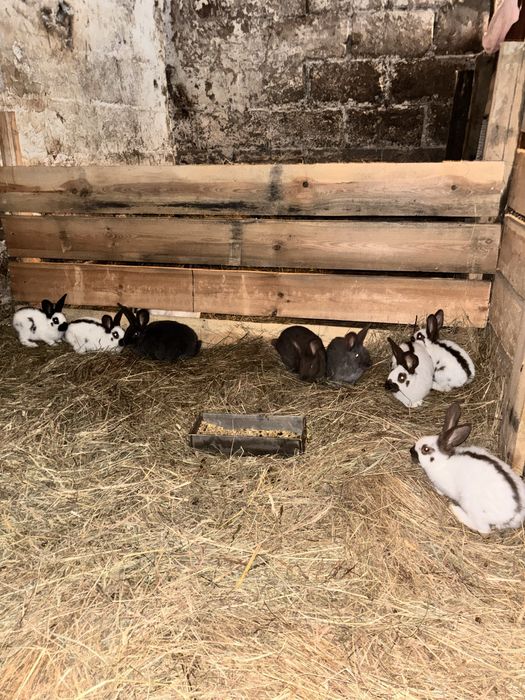 Młode srokacze niemieckie OSH, OSN, hawana po samicy madagaskar