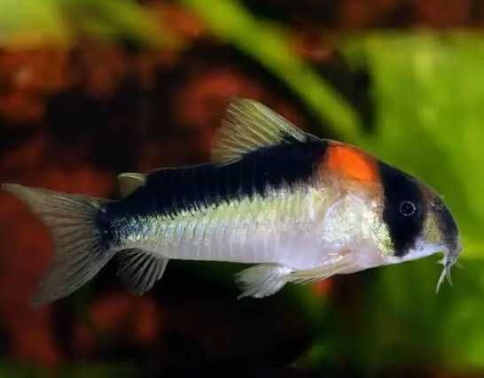 Kirys Adolfa Adolfi - Rybki denne do akwarium