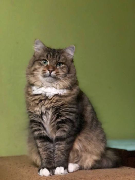 Кішечка 1,5 року безкоштоано в надійні руки