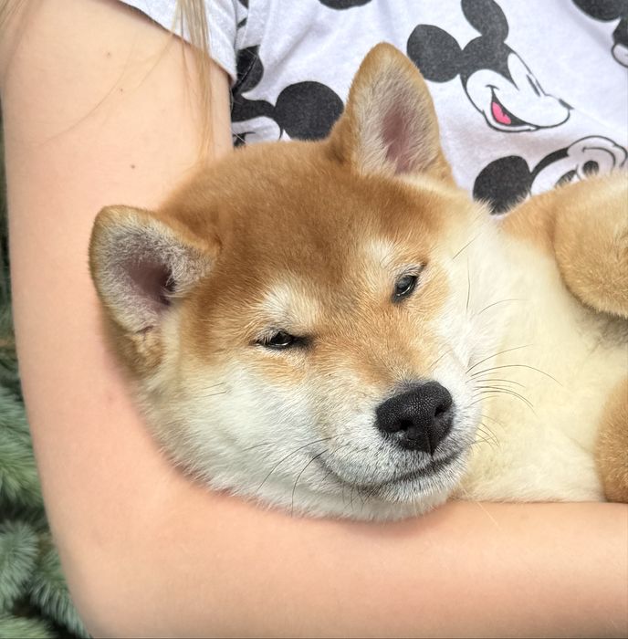 Неймовірно красивий хлопчик шиба іну