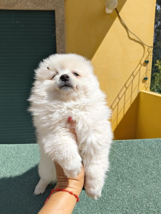 Spitz alemão porte médio menina