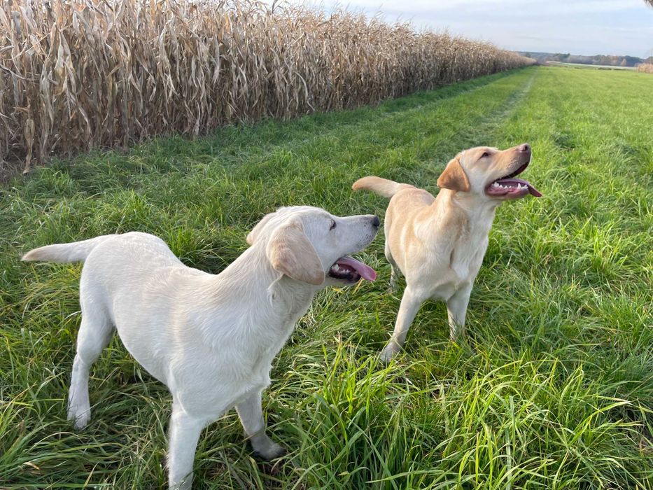 Labrador retriever ,labradory pies biszkoptowy ZKwP FCI