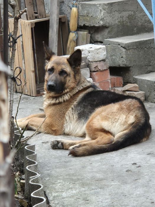 Собака немецкая овчарка