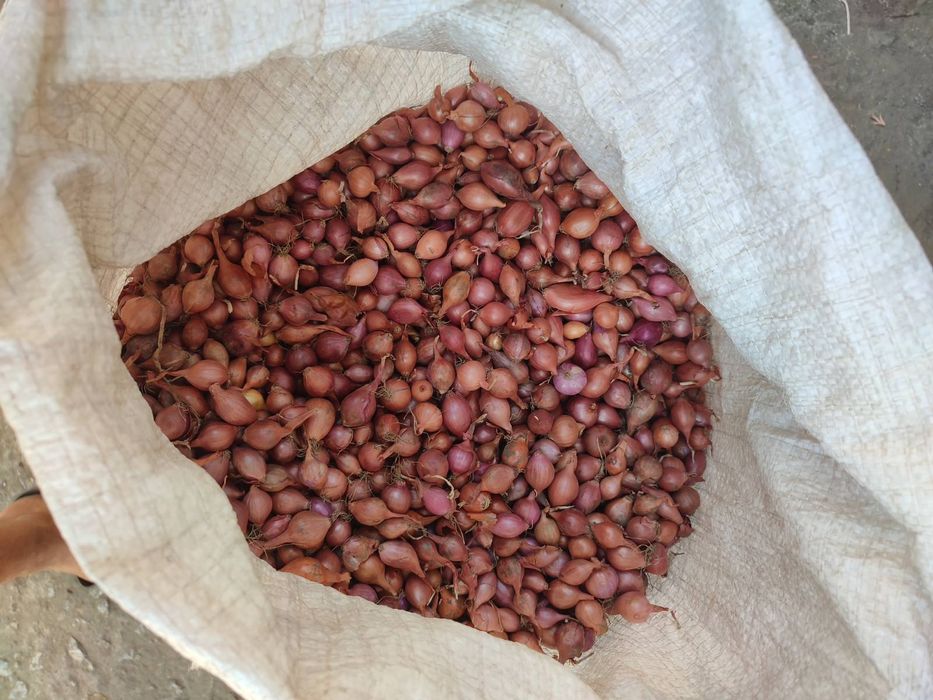 Лук севок тиканка