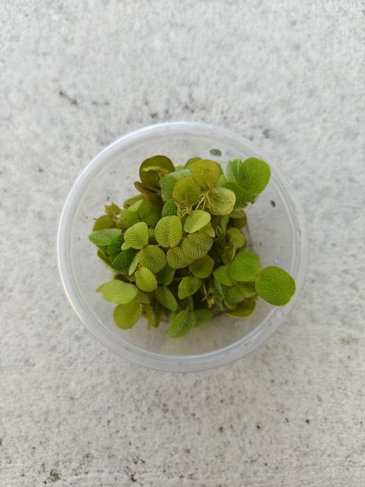 Salvinia e Musgo Java