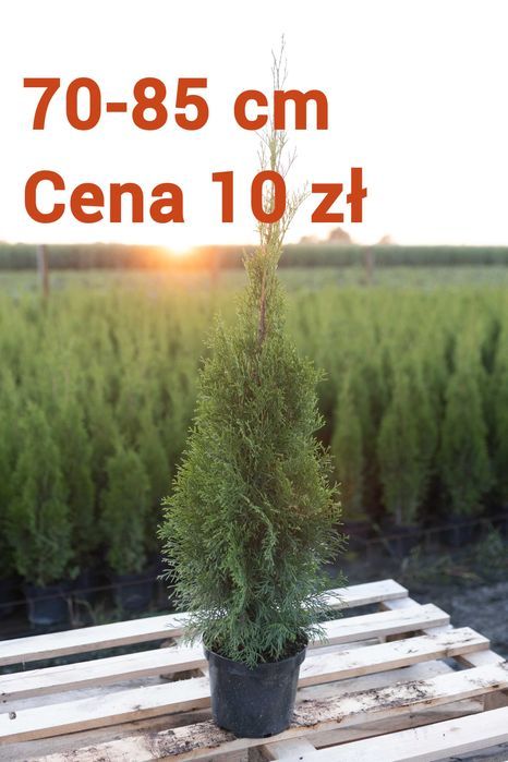 Tuja Tuje Thuja Szmaragd 40-50 cm. PRODUCENT, DOSTAWA GRATIS!