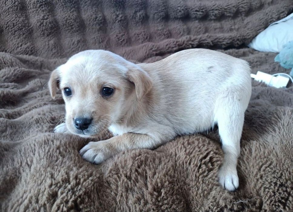 Цуценята безкоштовно