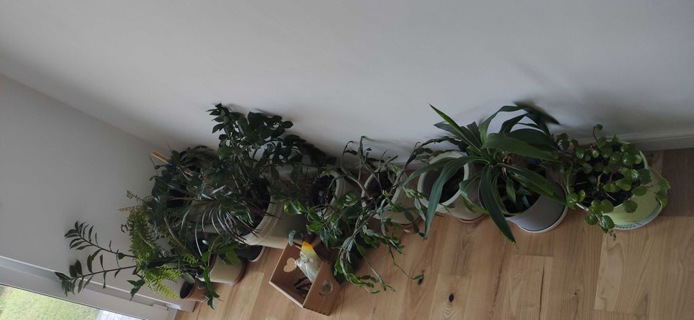 Kwiaty kwiatki doniczkowe juka