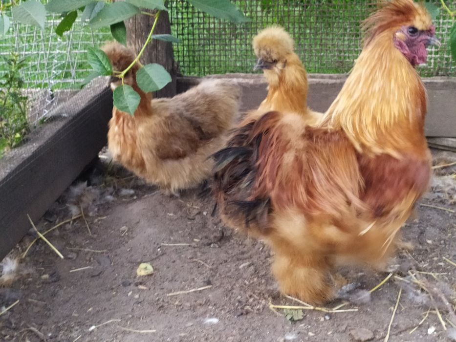 Продам кур Кітайські пухові