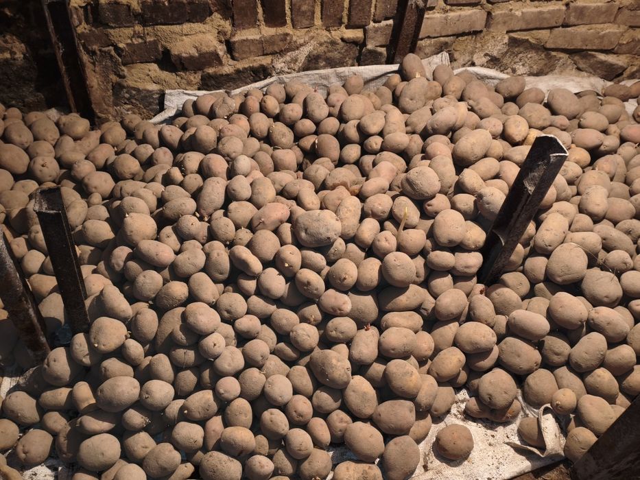 Овочі власного вирощування