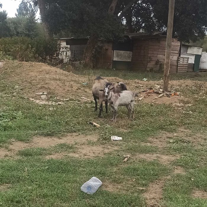 Cabra tem cruze de anã