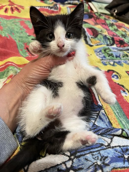 Кошеня киця 1,5 міс